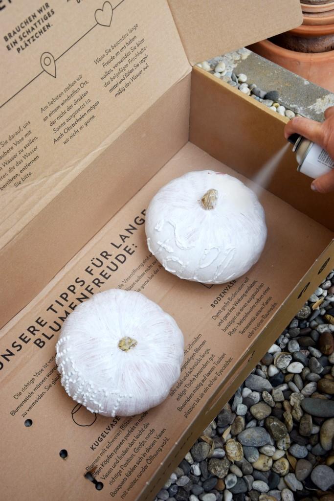 Kürbisse weiß streichen mit Sprühlack