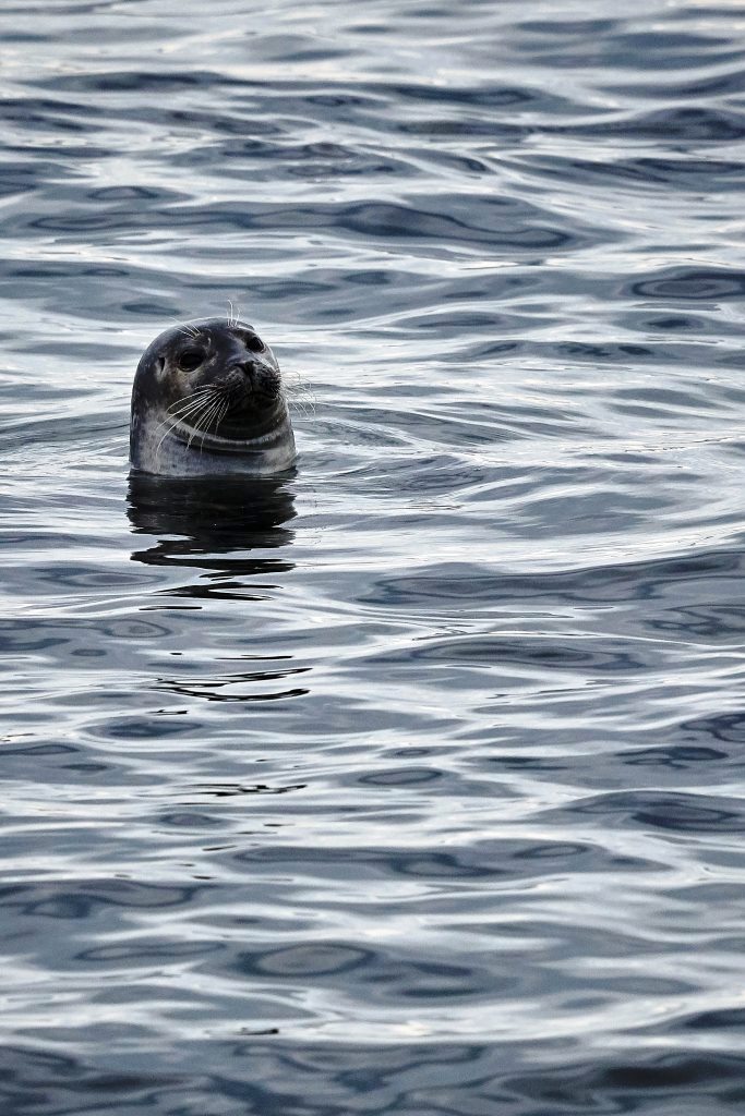 Wie süß ist der denn bitte? Seehund Safari Zeeland