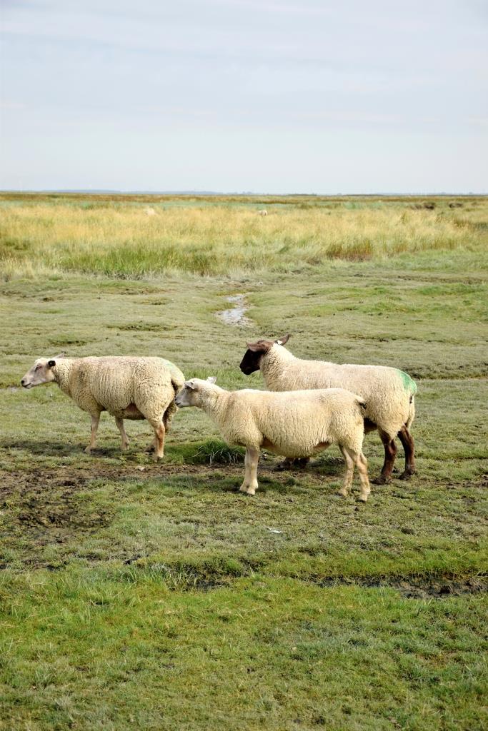 Schafe im Verdronken Land Zeeland