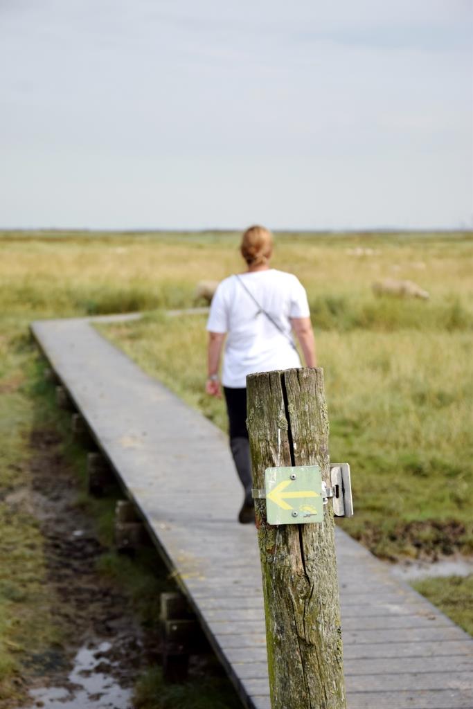 Über Planken geht's auf dem Wanderweg auf eigene Faust durch das Versunkene Land in Zeeland