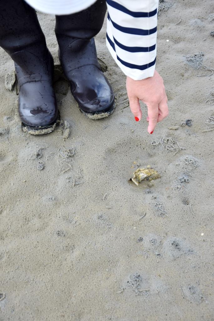 Gefunden! Eine Austernschale am Strand in Holland