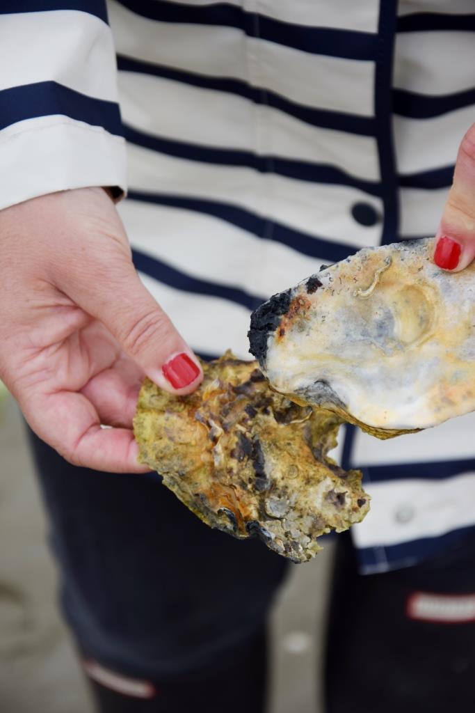 Austern Muscheln sammeln am Strand