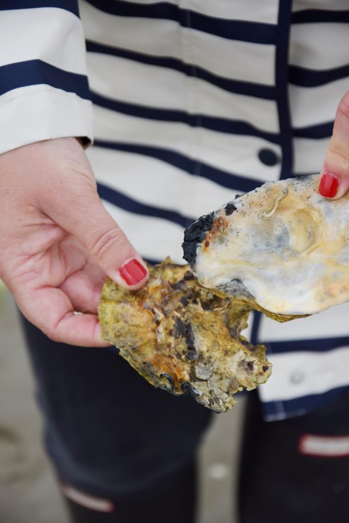 Gefunden! Zeeländische Austern im Grevelingenmeer