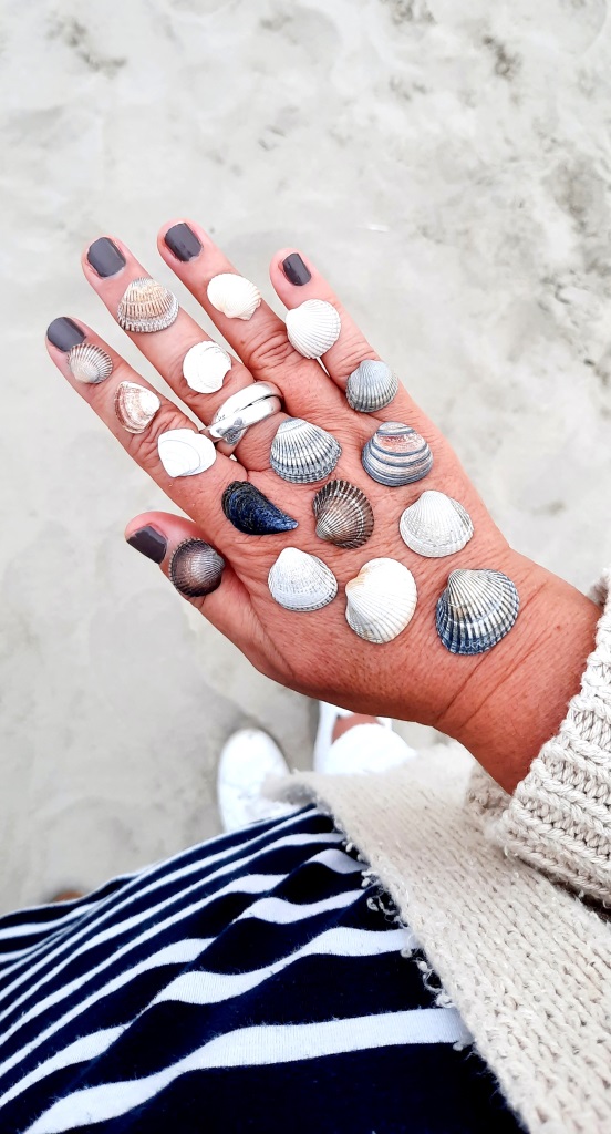 Muscheln Hand Strand Zeeland