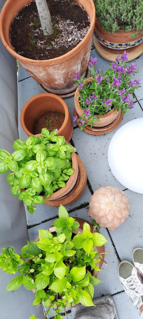 They love the Dauerregen! Hortensien, Lavendel, Kräuter auf dem Balkon