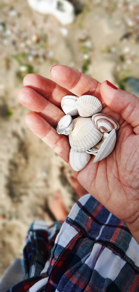 Muscheln sammeln am Strand - hach!