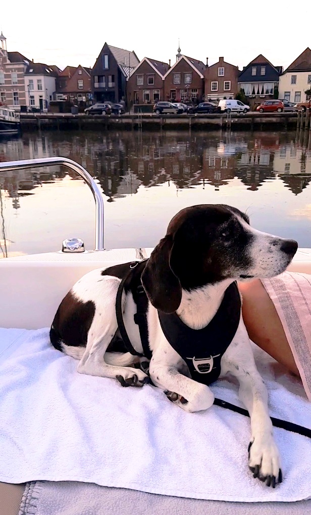 Bootshund "Fritzi" im Hafen von Oude-Tonge