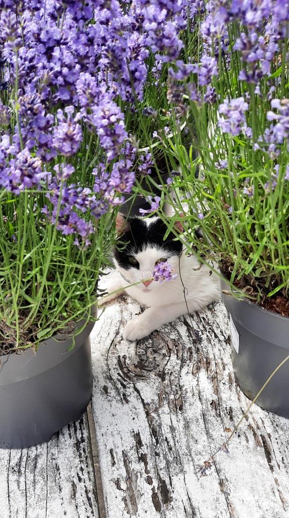 Die Bauaufsicht überwacht die Pflanzarbeiten - Katze an Lavendel
