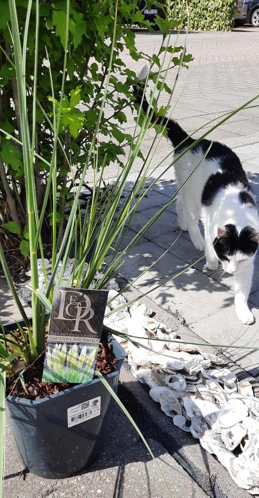 Neue Bepflanzung: Mini-Pampasgras an Austernschalen