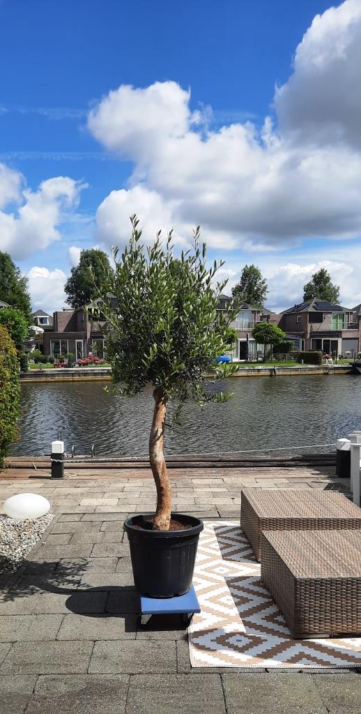 Der neue Olivenbaum "Olivia" ist da!
