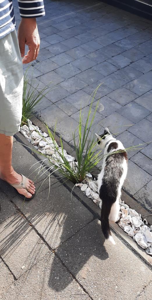 Neue Vorgartengestaltung im Ferienhaus
