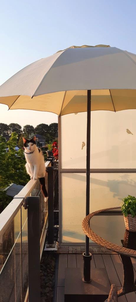 Unsere "Urlaubskatze" im Ferienhaus