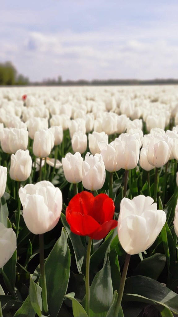 Tulpenblüte in Holland / Niederlande - wo und wann Ihr die schönsten Felder findet