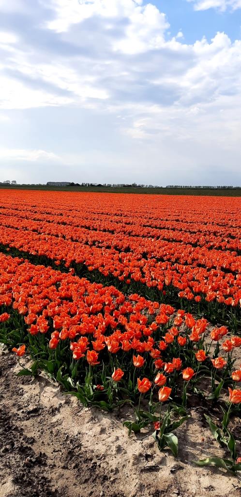 Tulpenfeld in rot / Tulpenblüte in Holland Niederlande