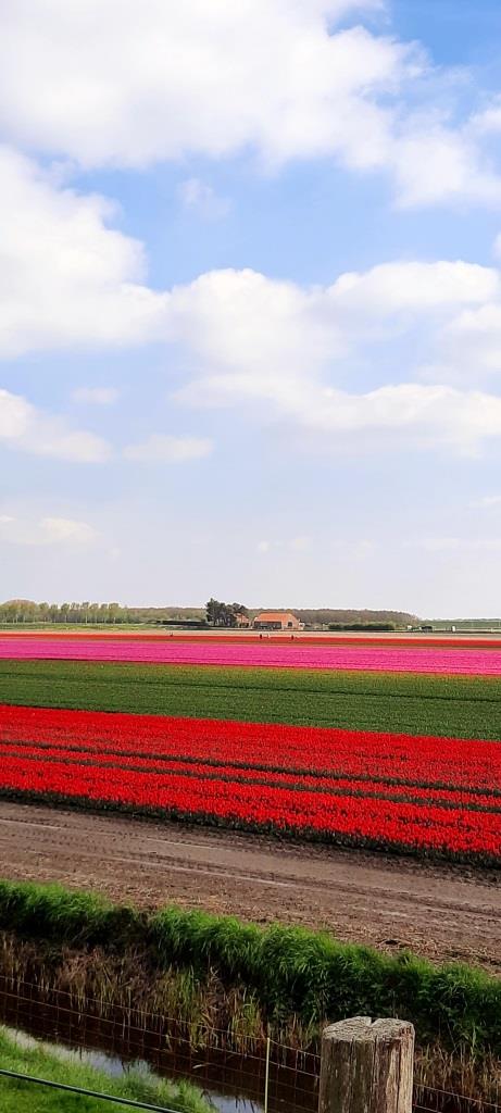 Rot, Pink, Gelb - bunte Tulpenfelder in Zeeland und Süd-Holland ( auf Goeree-Overflakkee)