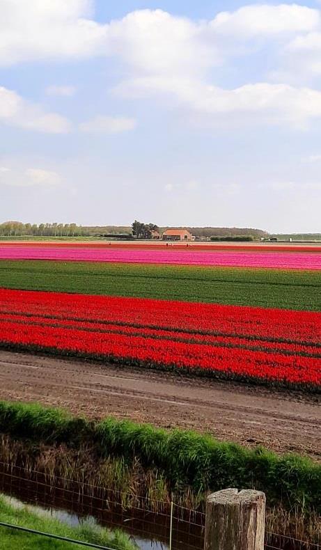Rot, Pink, Gelb - bunte Tulpenfelder in Zeeland und Süd-Holland ( auf Goeree-Overflakkee)