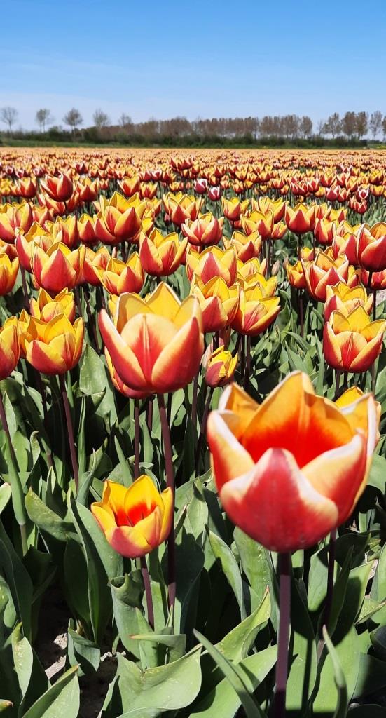 Tulpenblüte in Holland - ein Feld mit gelb-roten Tulpen