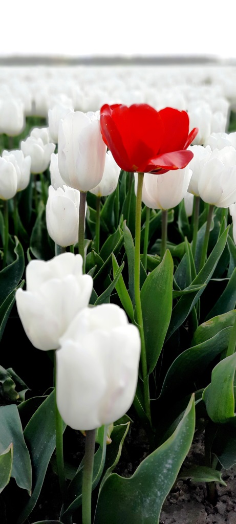 Rote Tulpe in einem weißen Tulpenfeld