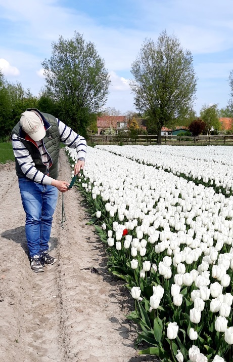 Tulpenblüte in Holland - die schönsten Felder in Zeeland und Goeree Overflakkee Südholland