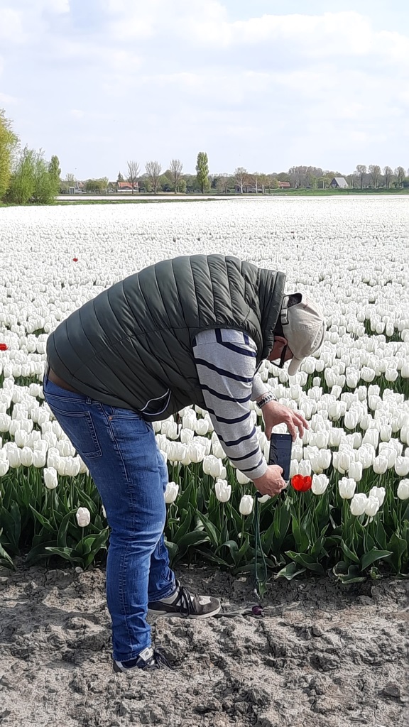 Tulpenfelder Holland Zeeland Goeree Overflakkee