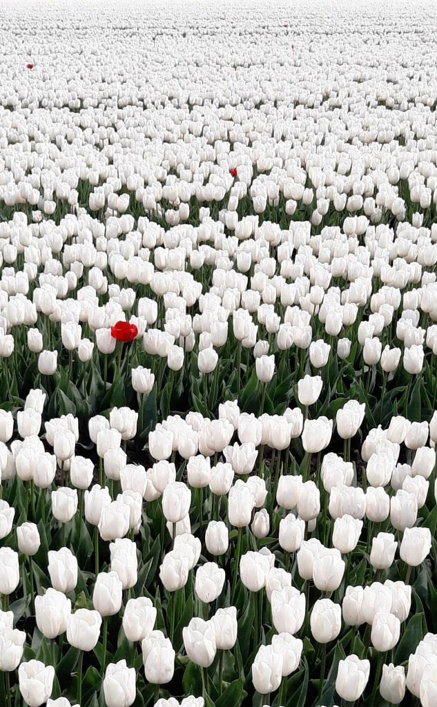 Tulpenfeld mit weißen Tulpen und einer einzelnen roten Tulpe