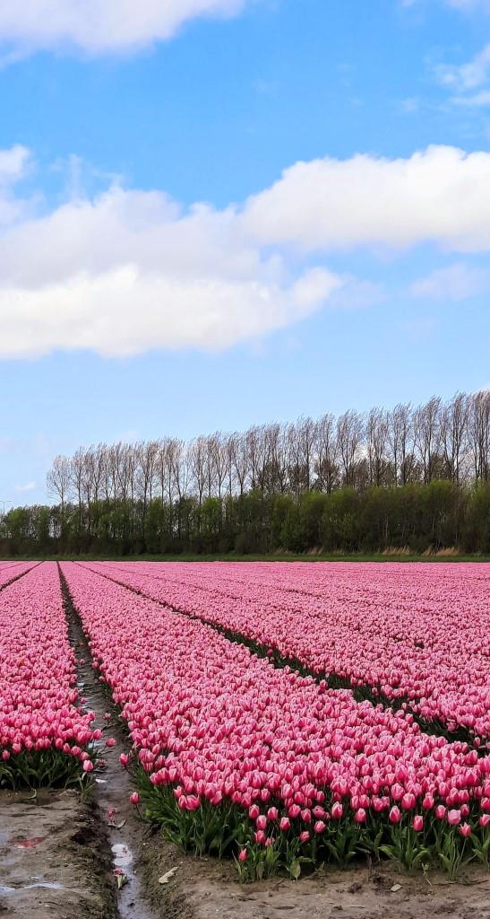 Tulpenfeld in Pink auf Goeree Overflakkee (Holland / Süd-Holland)