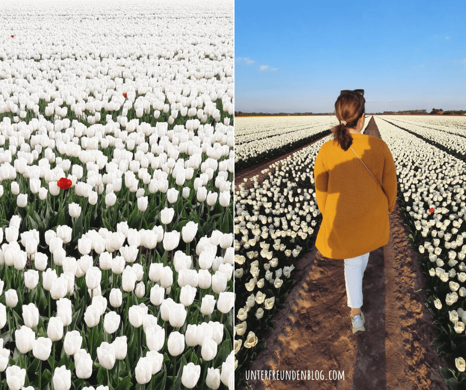 Tulpen-Tourguide: Wann, Wo & Wie Ihr die schönsten Tulpenfelder in Zeeland & Goeree-Overflakkee besuchen könnt – kostenlos und ohne Ärger mit den&nbsp;Bauern!