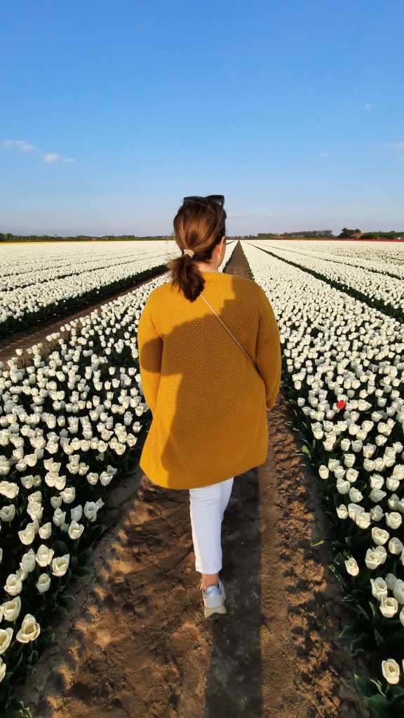 Frau in gelbem Oberteil in weißem Tulpenfeld