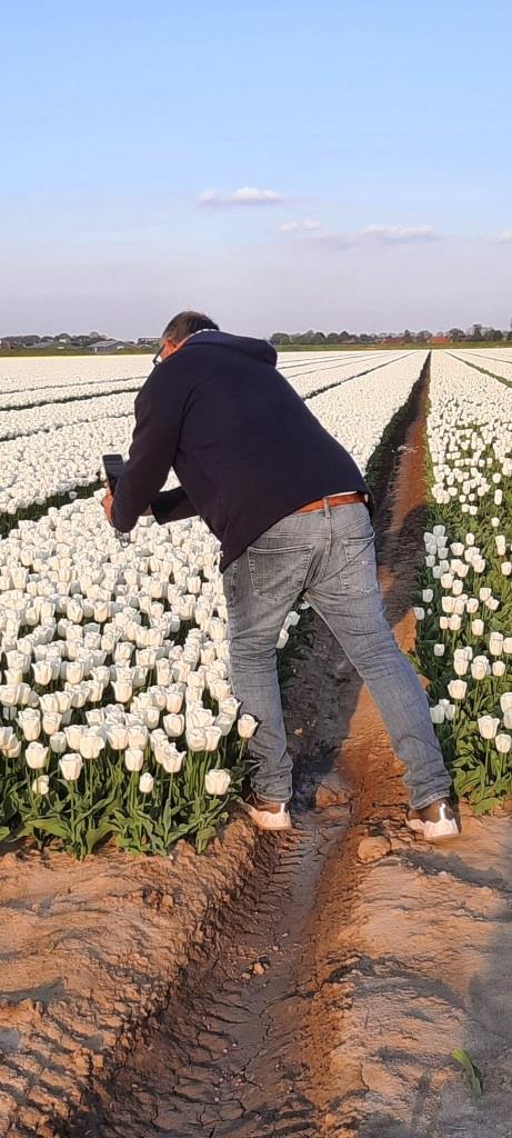 Tulpenfelder fotografieren - bitte mit Respekt / am Rand bleiben