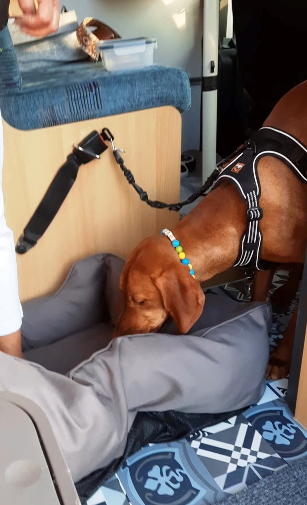 12von12 im April 2025 Unterfreundenblog - heute mit am Start - Flohmarkthund Theo