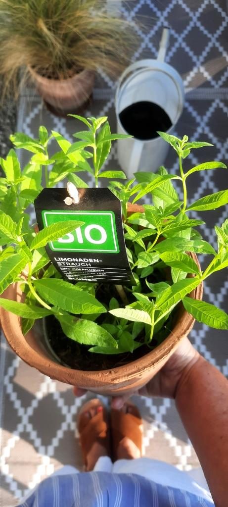 Ich habe einen Limonadenstrauch getragen! #12von12 im Juni 2025 - Unterfreundenblog