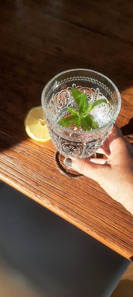 Das wird Limo aus dem Limonadenstrauch #12von12 Juni 2025 - Unterfreundenblog