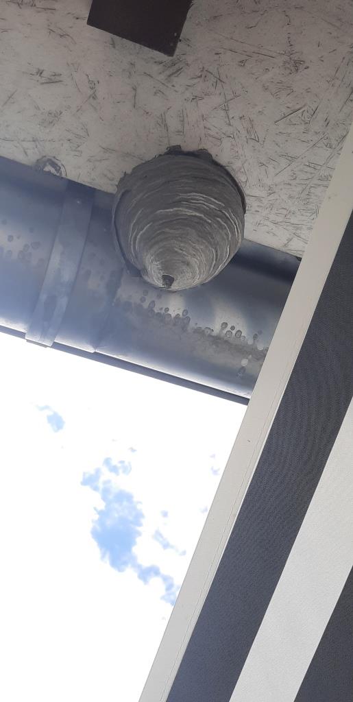 Wespennest in the house - 12von12 im Juli 2025 - Unterfreundenblog