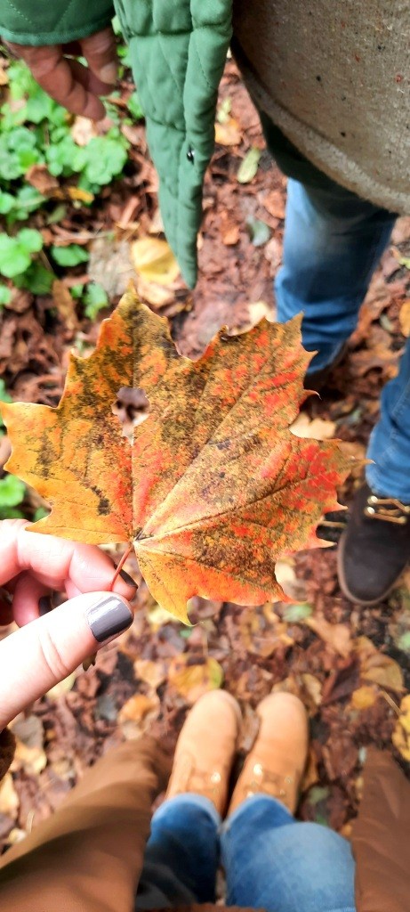 Der Herbst und seine Farben - 12von12 im Oktober 2025 - Unterfreundenblog