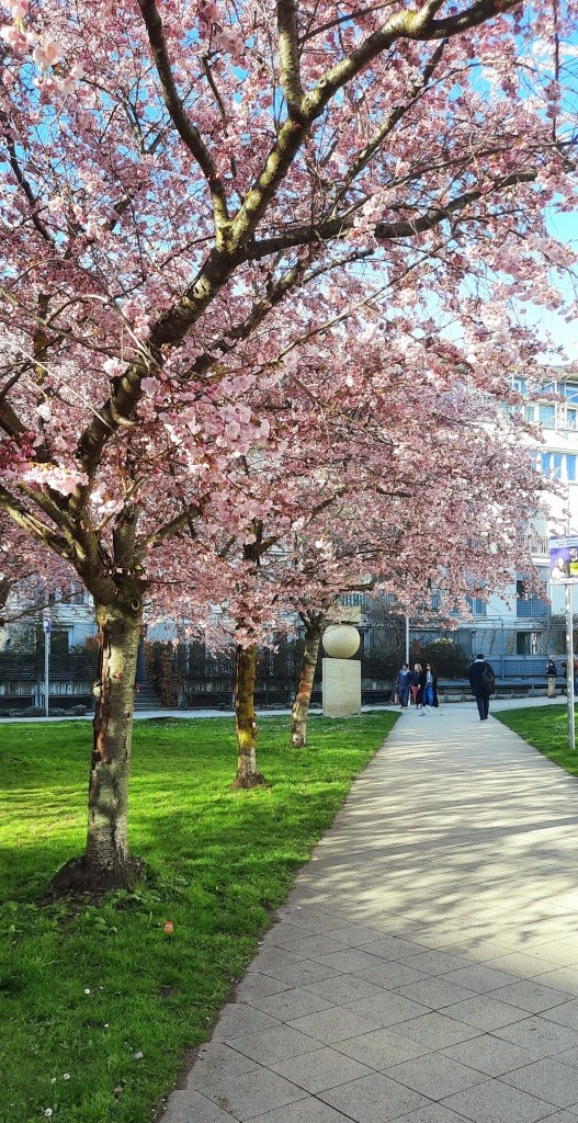 Kirschblüte - 12von12 im März 2026 - Unterfreundenblog