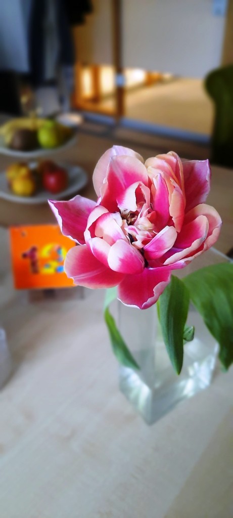 Tulpe zum Weltfrauentag - 12von12 im März 2026 - Unterfreundenblog