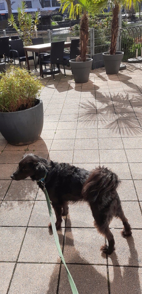 Gassirunde mit dem Bürohund - 12von12 im März 2026 - Unterfreundenblog