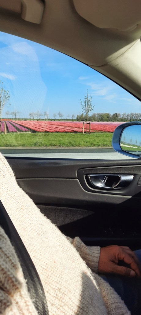 12von12 April 2026 / Die bunten Tulpenfelder von Süd-Holland - so schön!