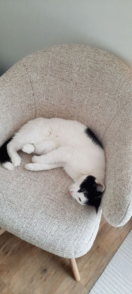 Katze weiß-schwarz im cremefarbenen Esszimmerstuhl